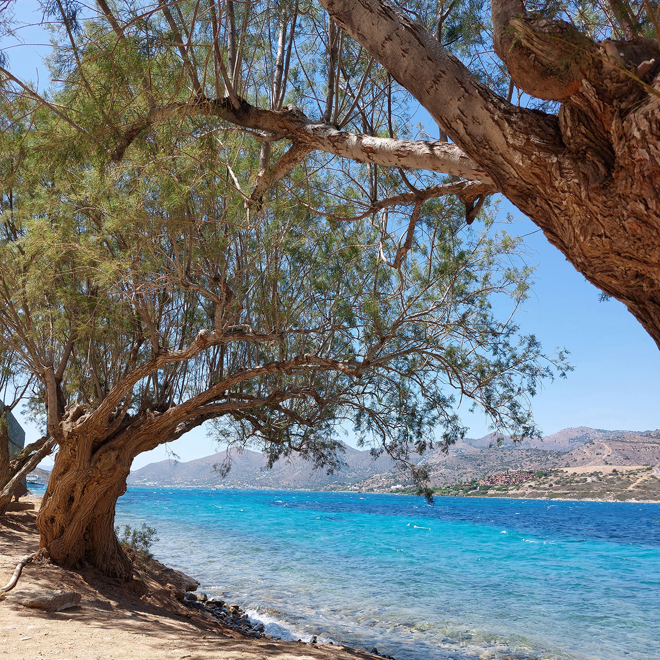 La Crète à l'ombre des tamaris.
